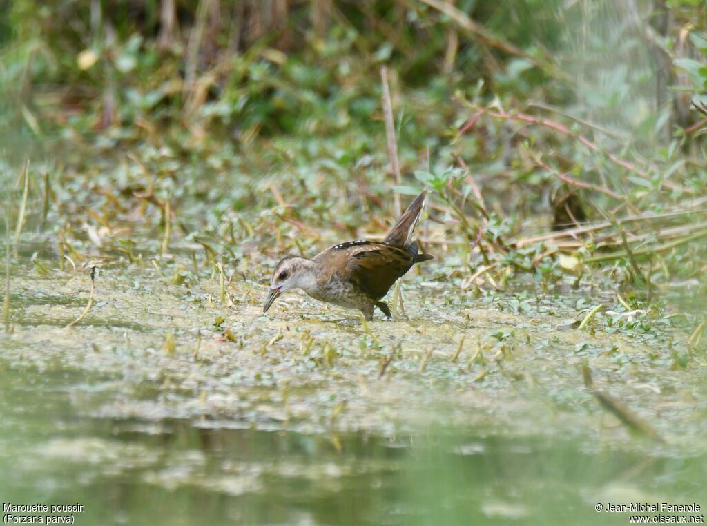 Little Crake