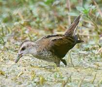 Little Crake