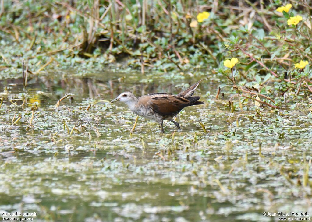 Little Crake