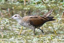 Little Crake