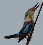 Martin-chasseur à ailes bleues