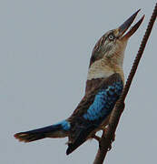 Blue-winged Kookaburra