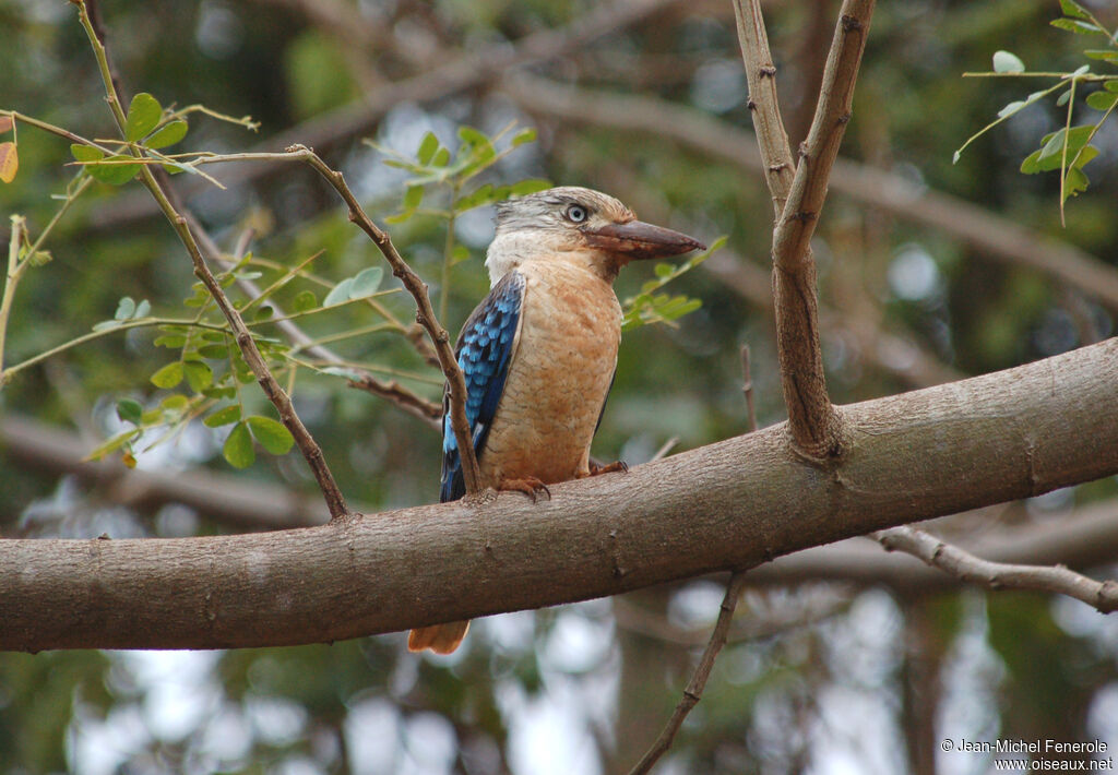 Martin-chasseur à ailes bleues