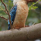 Martin-chasseur à ailes bleues