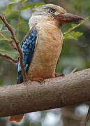 Blue-winged Kookaburra