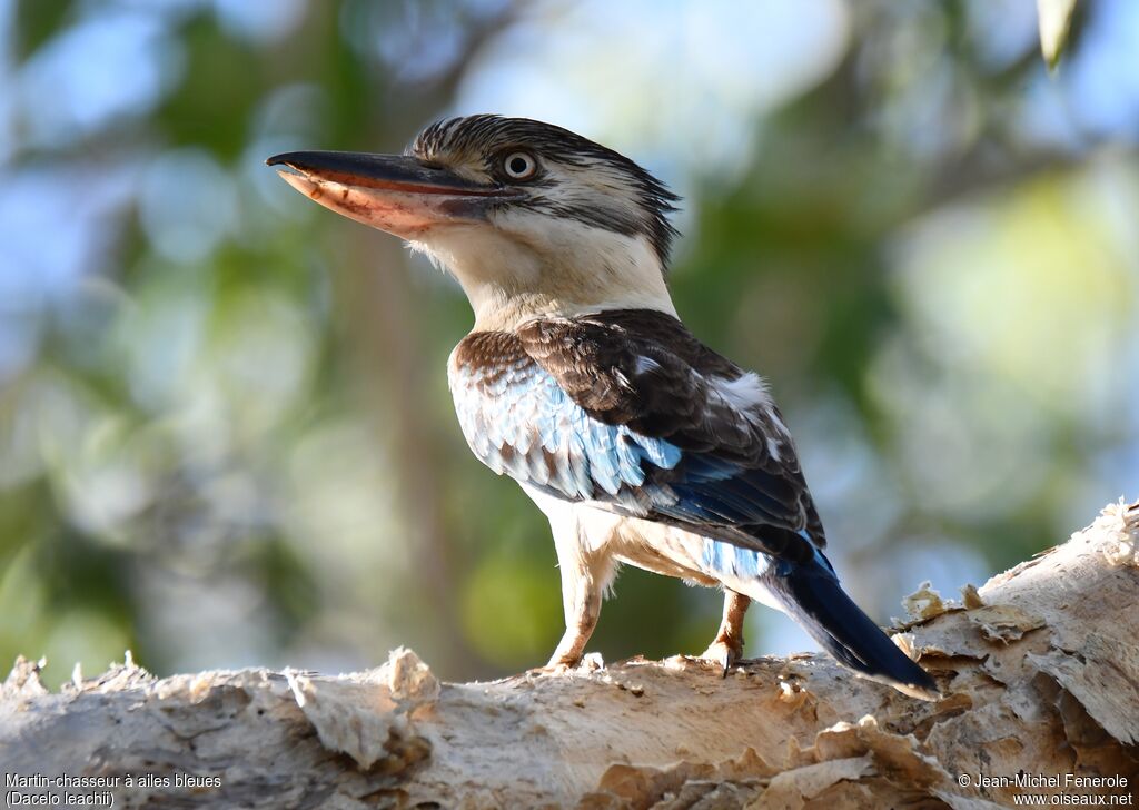 Martin-chasseur à ailes bleues