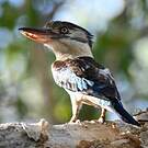 Martin-chasseur à ailes bleues
