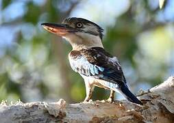 Blue-winged Kookaburra