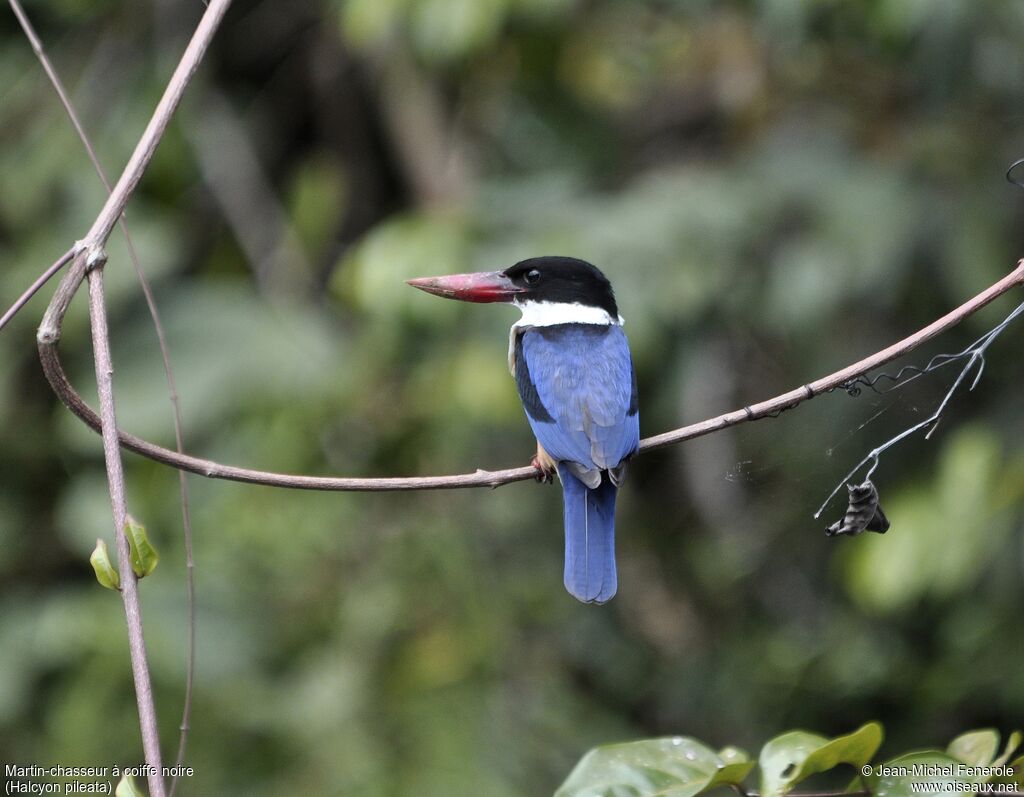 Black-capped Kingfisher