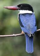 Black-capped Kingfisher