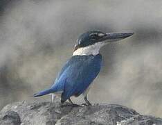 Collared Kingfisher