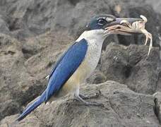 Collared Kingfisher