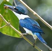 Collared Kingfisher