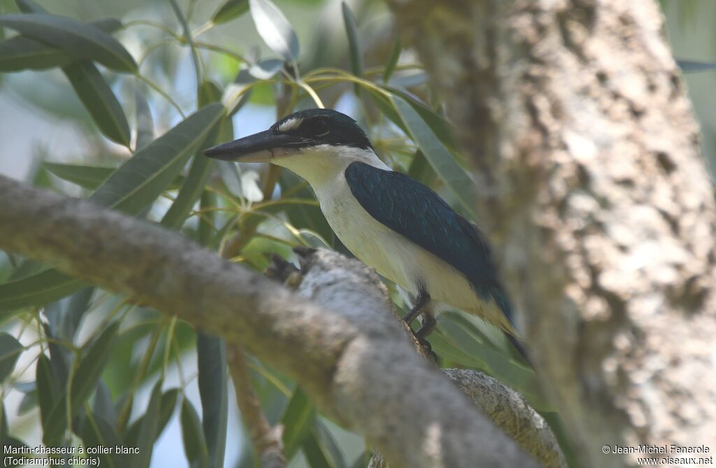 Collared Kingfisher