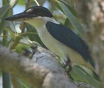 Collared Kingfisher