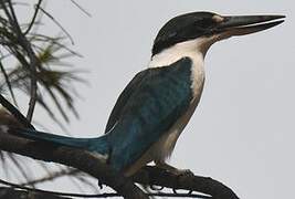 Collared Kingfisher