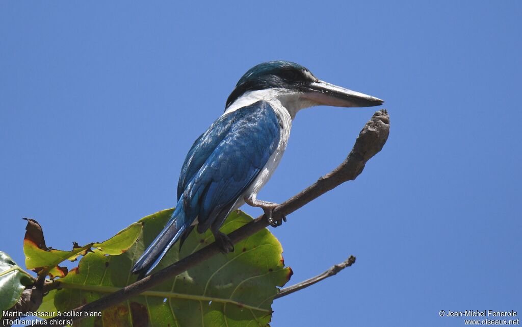 Collared Kingfisher