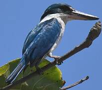 Collared Kingfisher