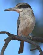 Red-backed Kingfisher