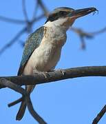 Red-backed Kingfisher