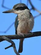 Red-backed Kingfisher