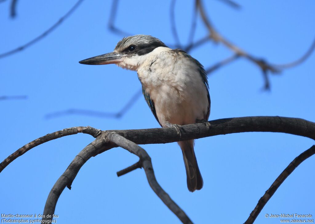 Red-backed Kingfisher