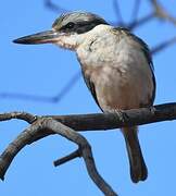 Red-backed Kingfisher