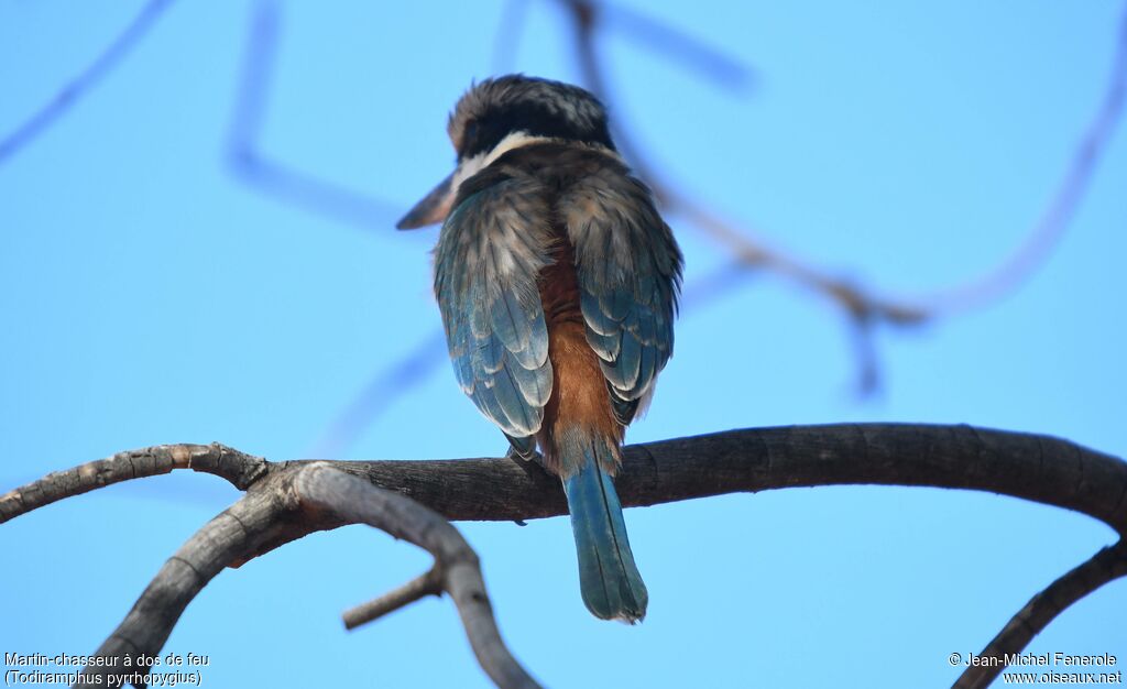 Red-backed Kingfisher