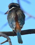 Red-backed Kingfisher