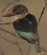 Brown-hooded Kingfisher