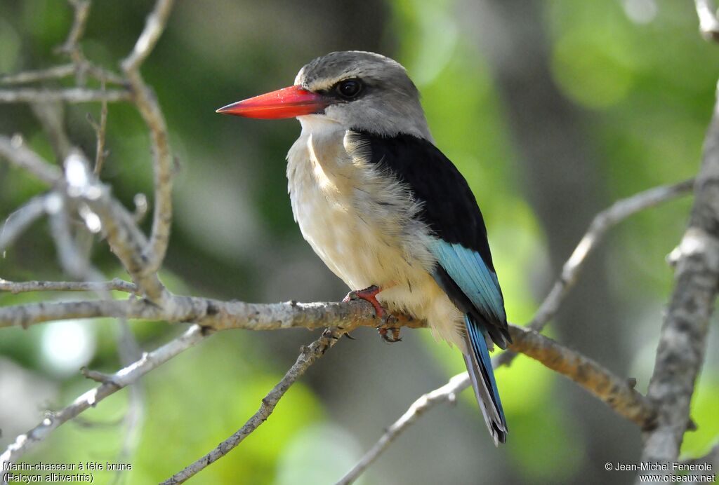 Brown-hooded Kingfisher