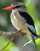 Brown-hooded Kingfisher