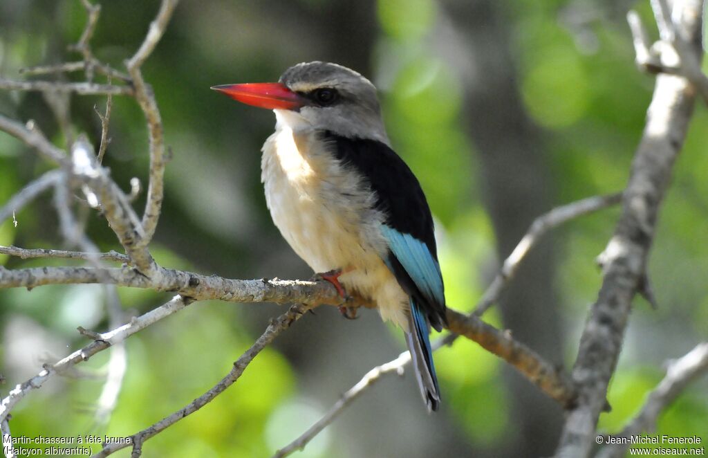 Brown-hooded Kingfisher