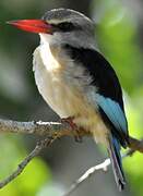 Brown-hooded Kingfisher