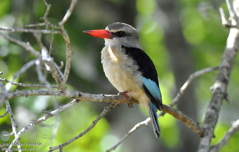 Brown-hooded Kingfisher male adult, identification