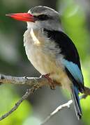 Brown-hooded Kingfisher