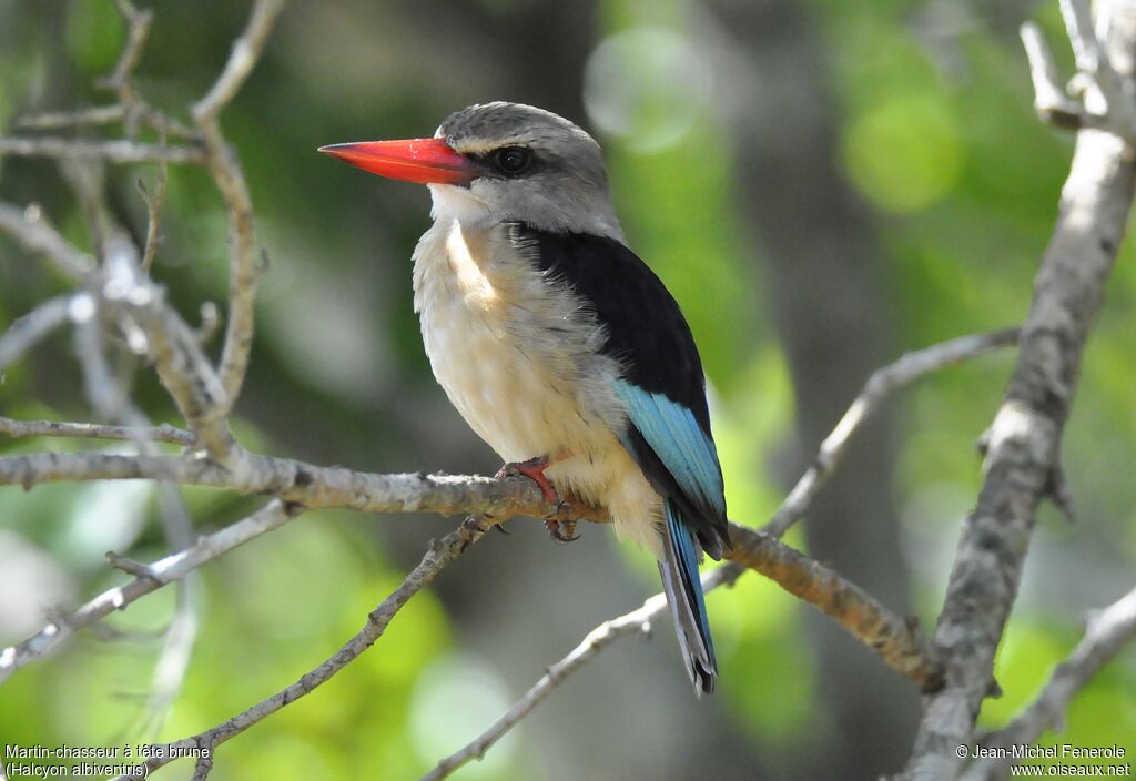 Brown-hooded Kingfisher