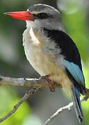 Brown-hooded Kingfisher