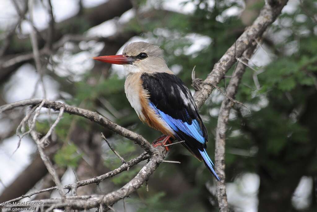 Grey-headed Kingfishersubadult, identification