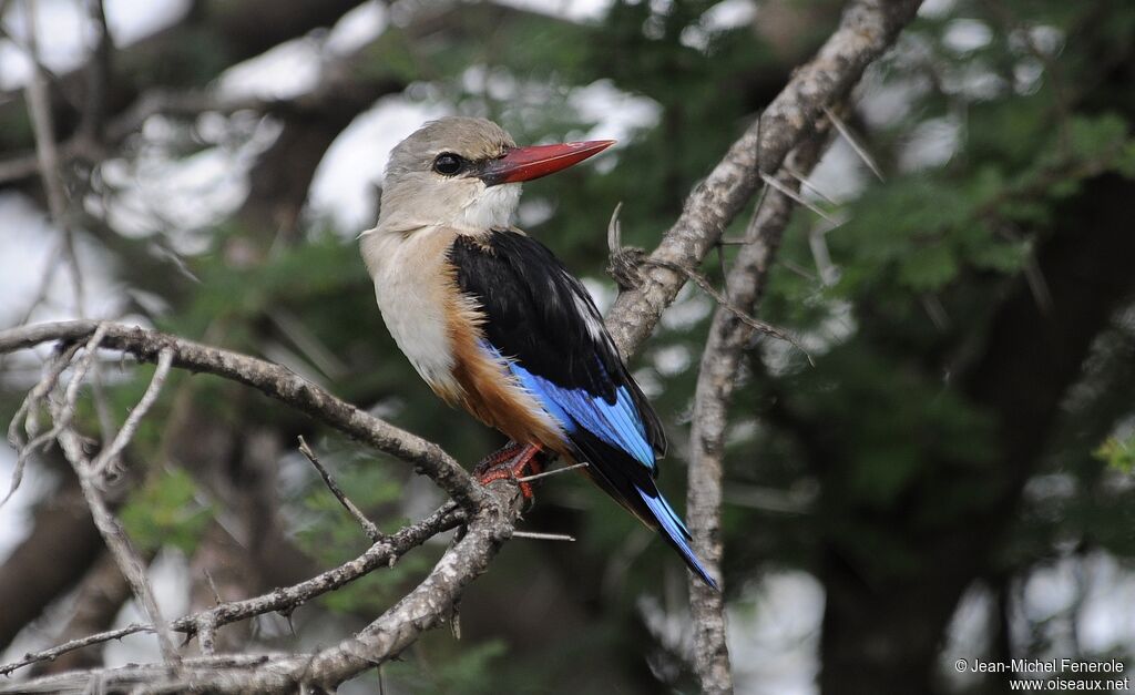 Grey-headed Kingfisher