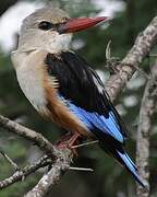 Grey-headed Kingfisher