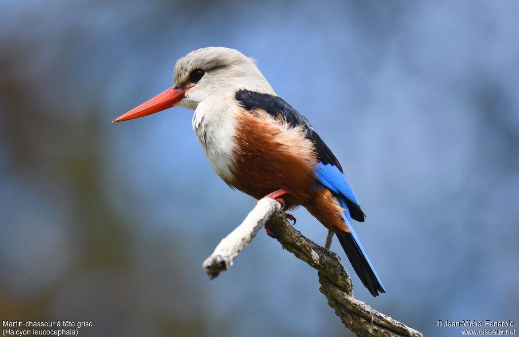 Grey-headed Kingfisher