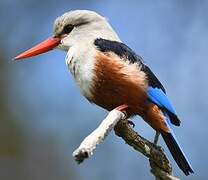 Grey-headed Kingfisher