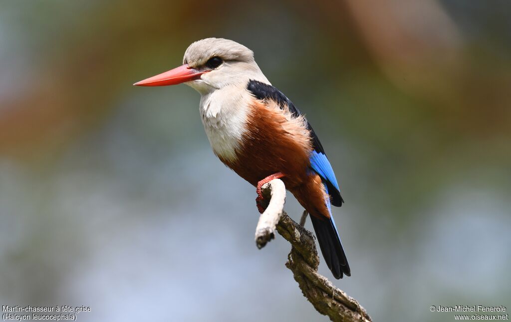 Grey-headed Kingfisher