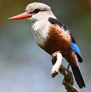 Grey-headed Kingfisher