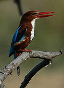 White-throated Kingfisher