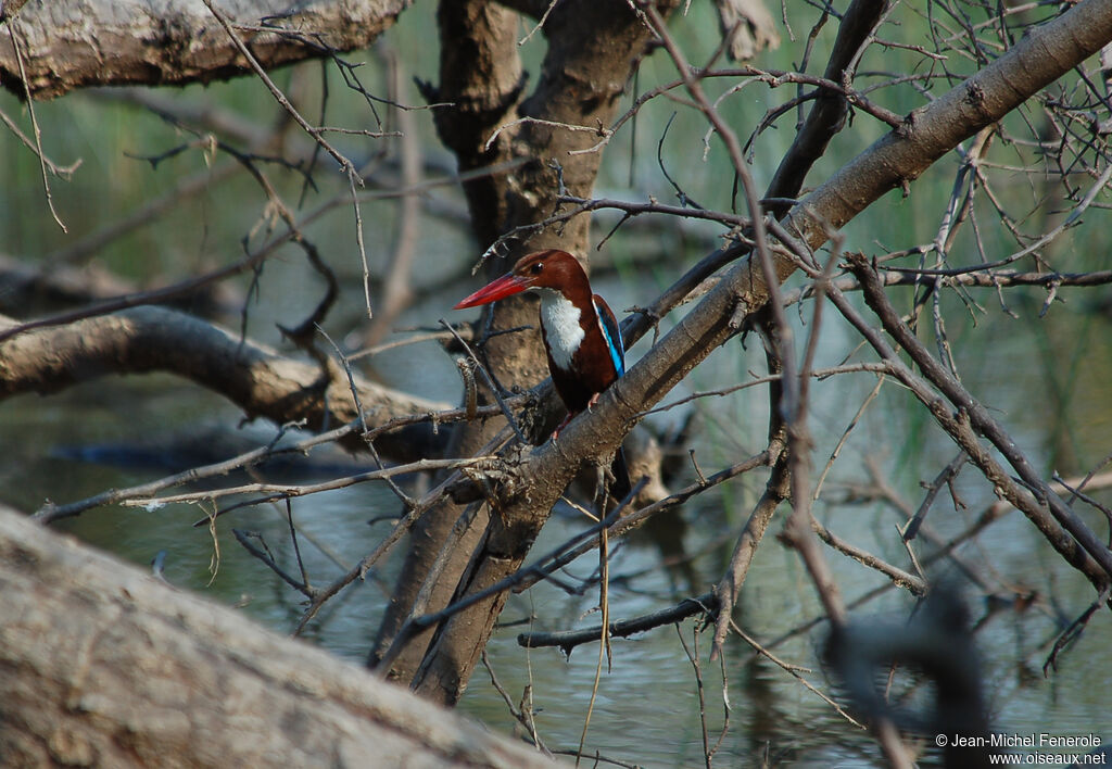 White-throated Kingfisher