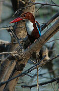 White-throated Kingfisher