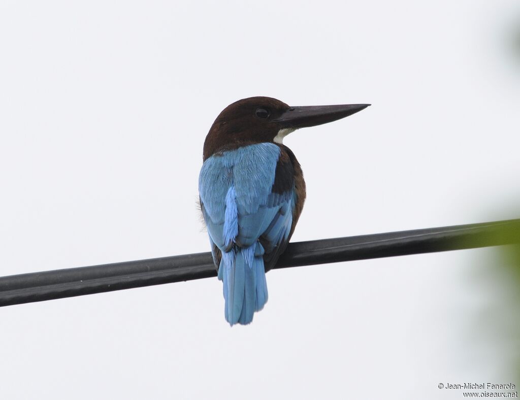 White-throated Kingfisher