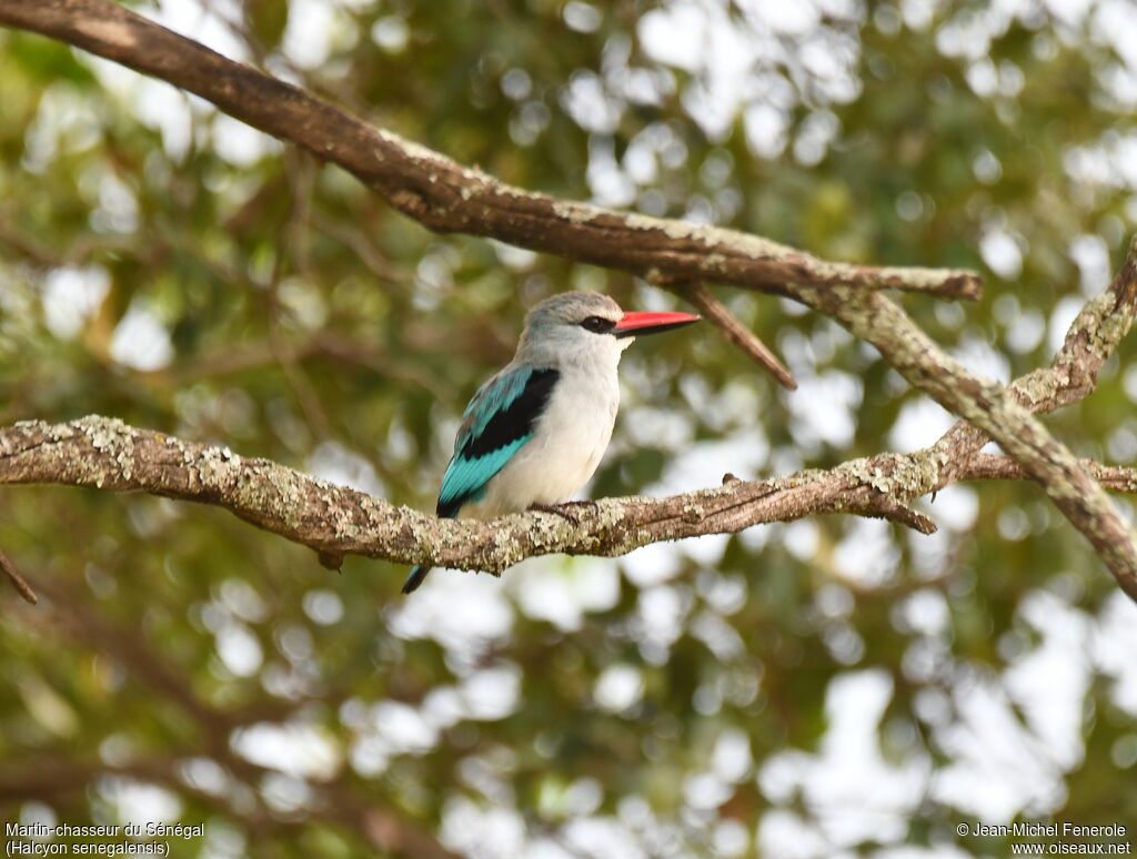 Martin-chasseur du Sénégal